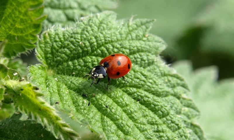 ladybug macro lucky charm insect beetle red 4k