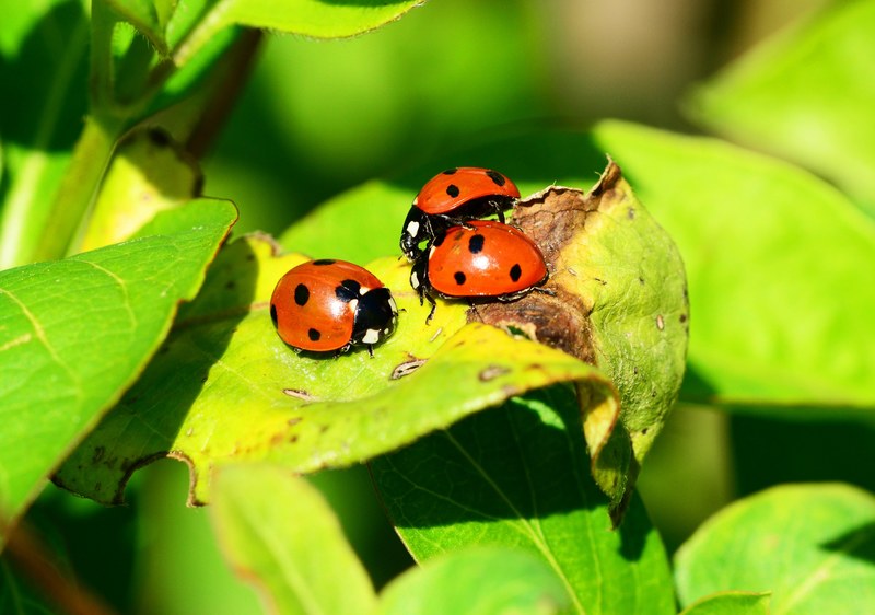 ladybird group seven spot ladybird 4k