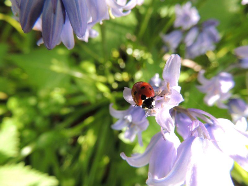ladybird flower nature ladybug spring plant 4k