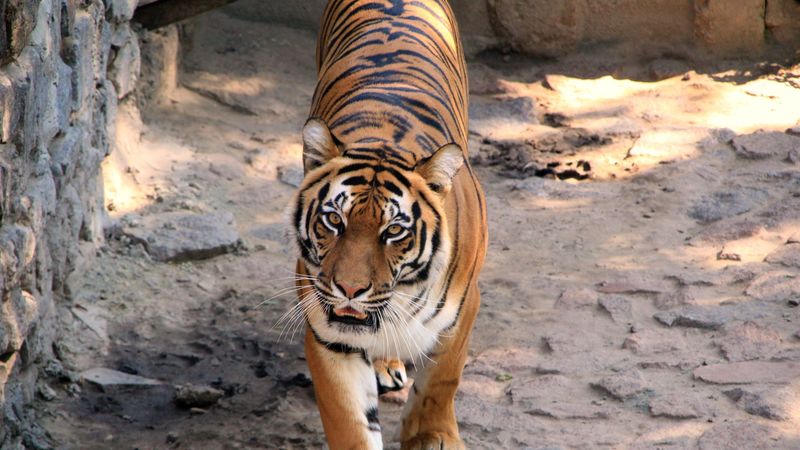 tiger, striped, predator, 4k