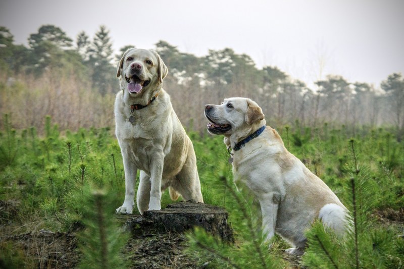 labrador breed dogs animal animals 4k