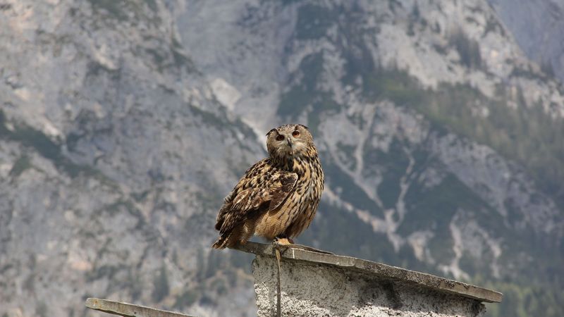 owl, bird, predator, roof, sit, 4k