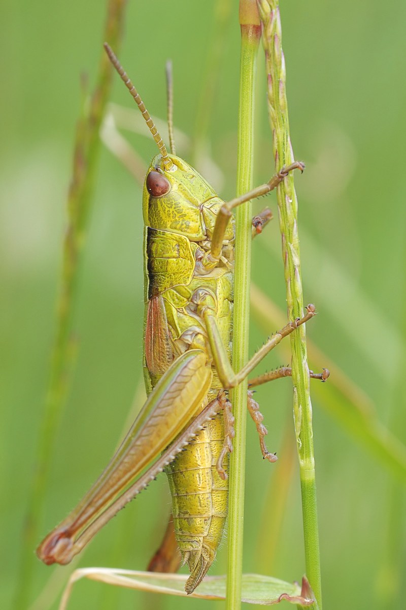 konik grasshopper insect macro 4k