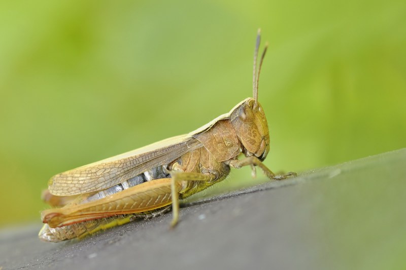 konik grasshopper insect macro 4k