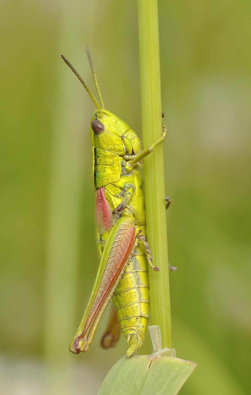 konik grasshopper insect macro 4k