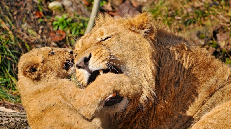 lion, face, aggression, predator, cub, play, 4k