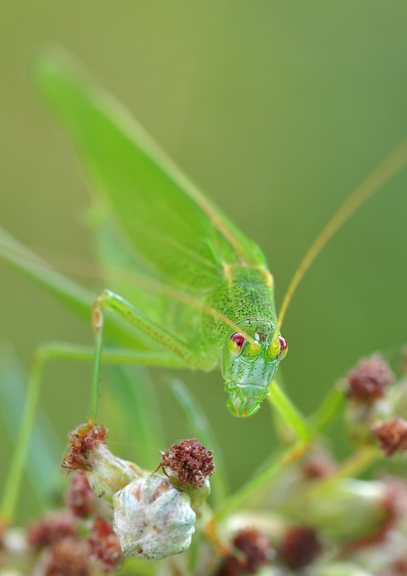 konik grasshopper insect macro 4k