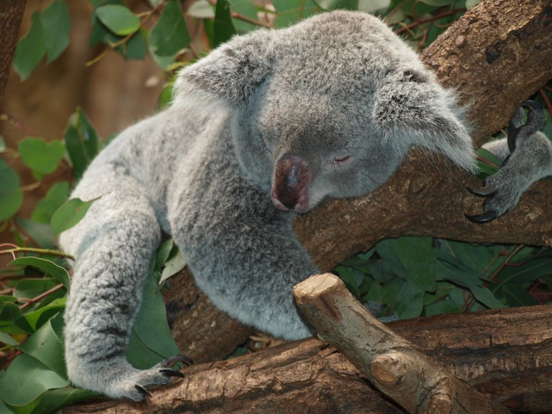koala bear australia teddy sleep lazy rest animal 4k