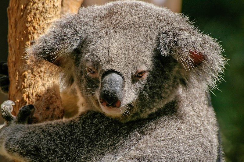 koala bear marsupial grey furry icon australia 4k