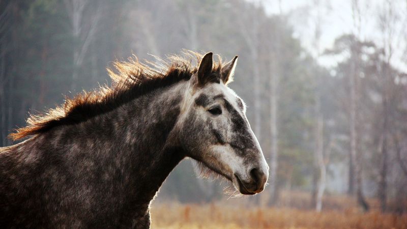 horse, face, spotted, 4k