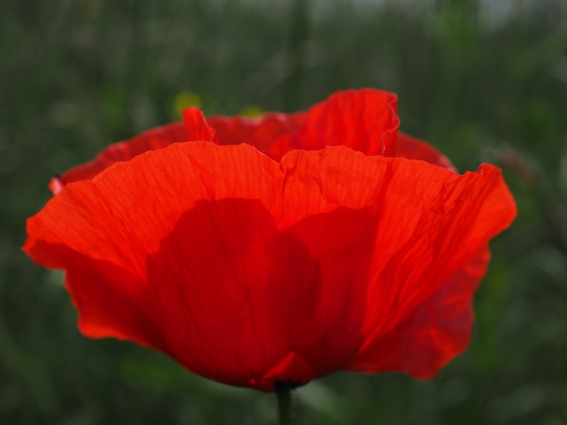 klatschmohn poppy flower poppy red poppy red 4k