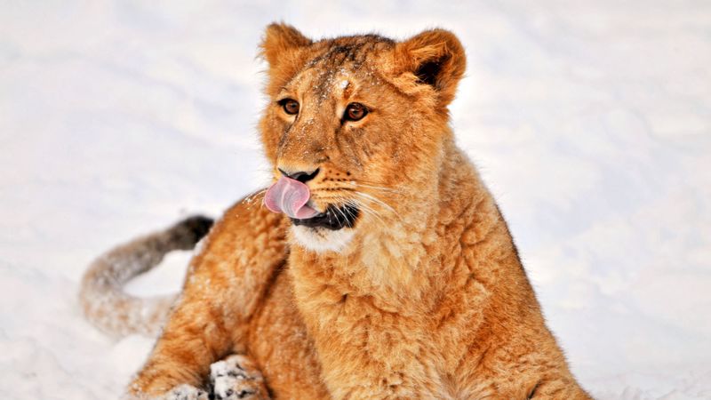 lion, snow, lying, 4k