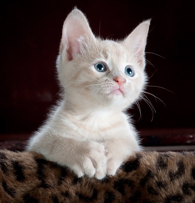 kitty cat kitten pet animal cute feline domestic 4k