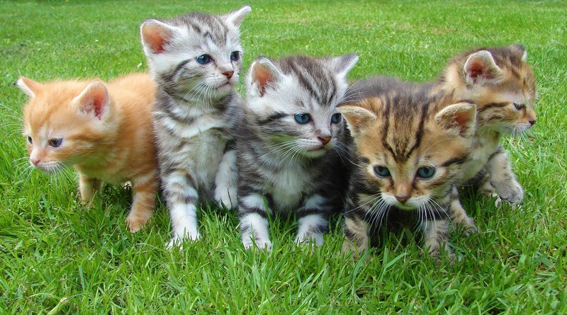 kittens cat cat puppy rush free float kitten 4k