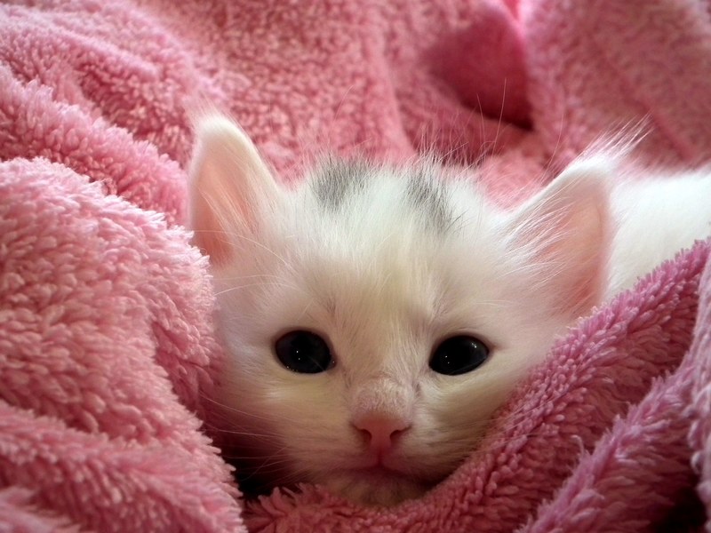kitten cat fluffy cat cute animals cats fur 4k