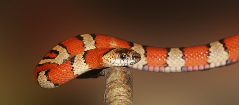 king snake snake banded red black colorful 4k