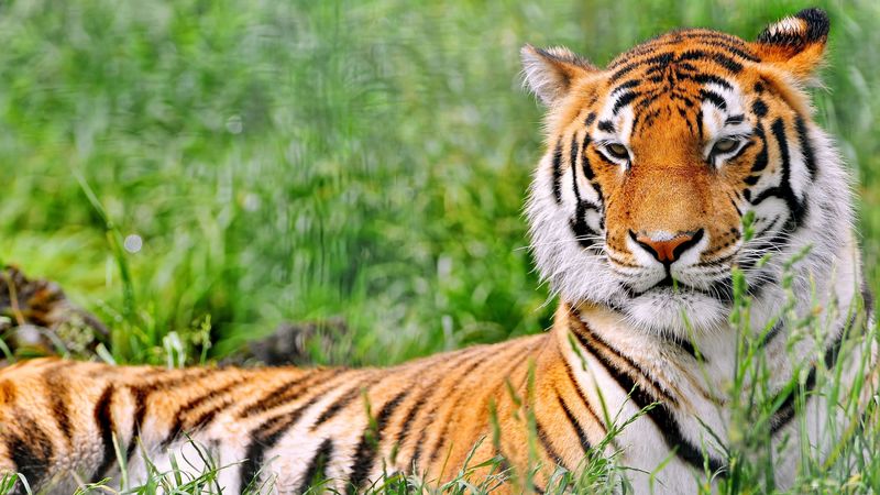 tiger, grass, predator, lying, 4k