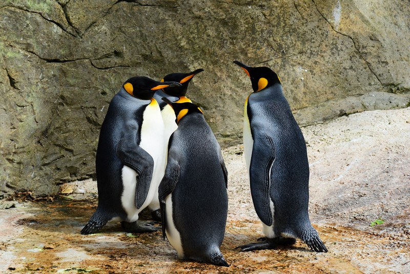 king penguin penguins group of penguins bird wild 4k
