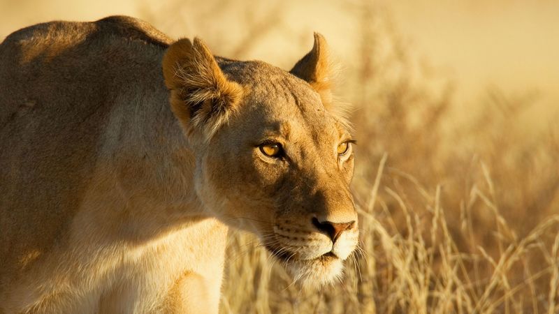 lion, face, lioness, grass, 4k
