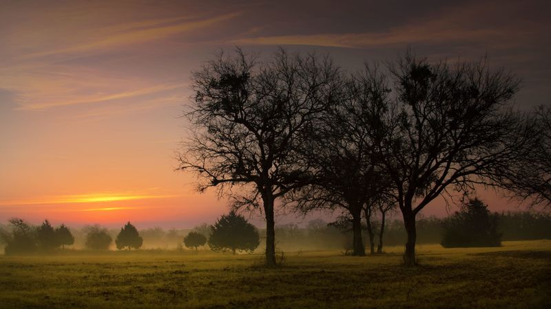 morning, sky, trees, dawn, early, fog, 4k