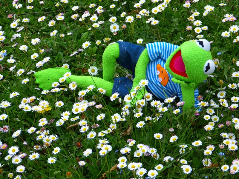 kermit frog meadow daisy concerns relax rest fun 4k