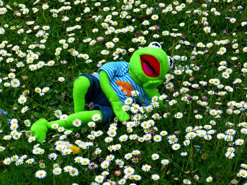 kermit frog meadow daisy concerns relax rest fun 4k