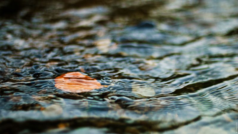 water, leaf, ripples, excitement, 4k