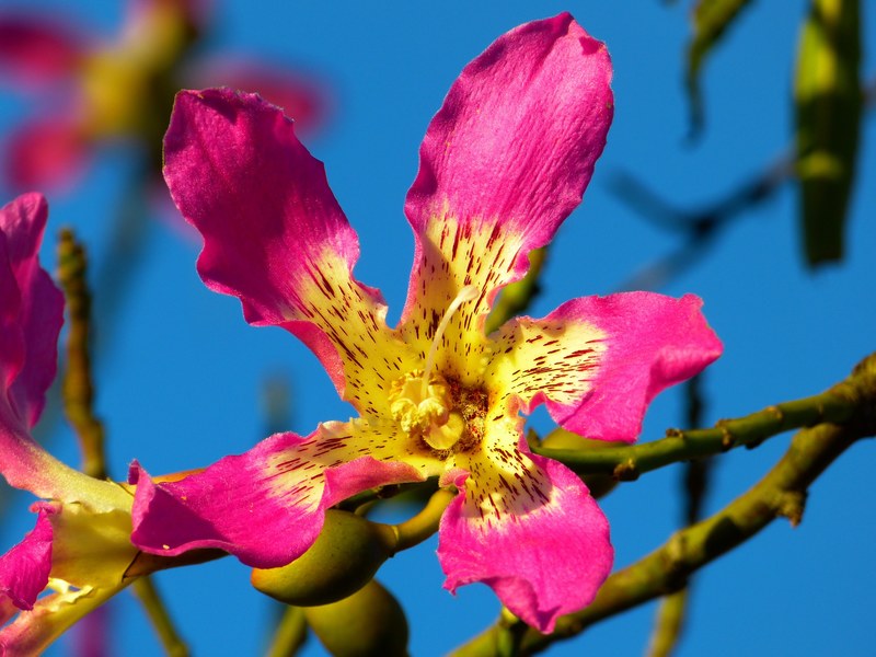 kapok tree ceiba pentandra pochote blossom bloom 4k