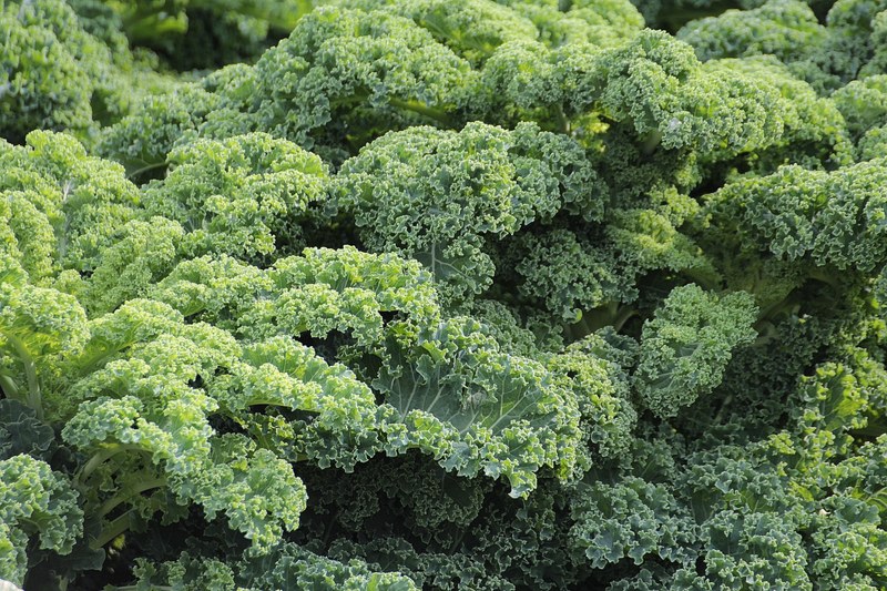 kale vegetables brassica oleracea var sabellica l 4k