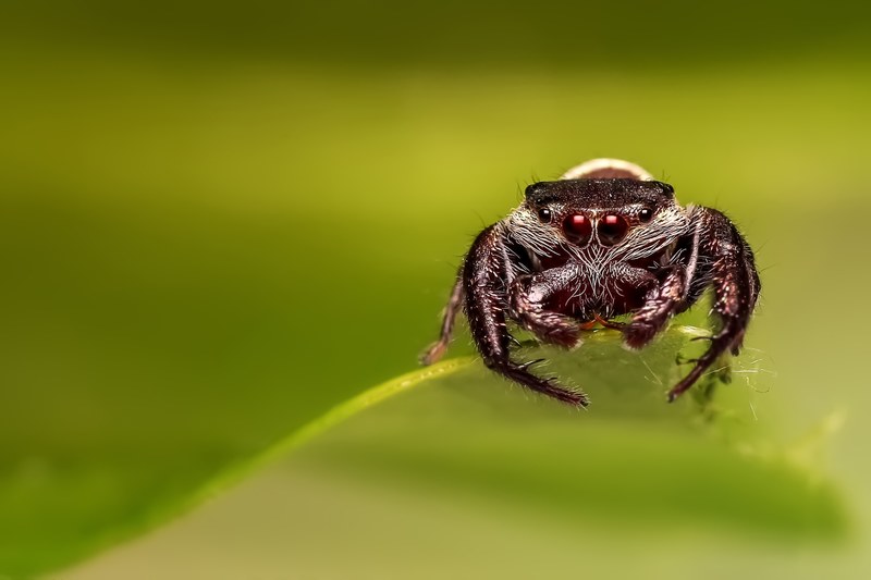 jumping spider spider insect macro jumper 4k
