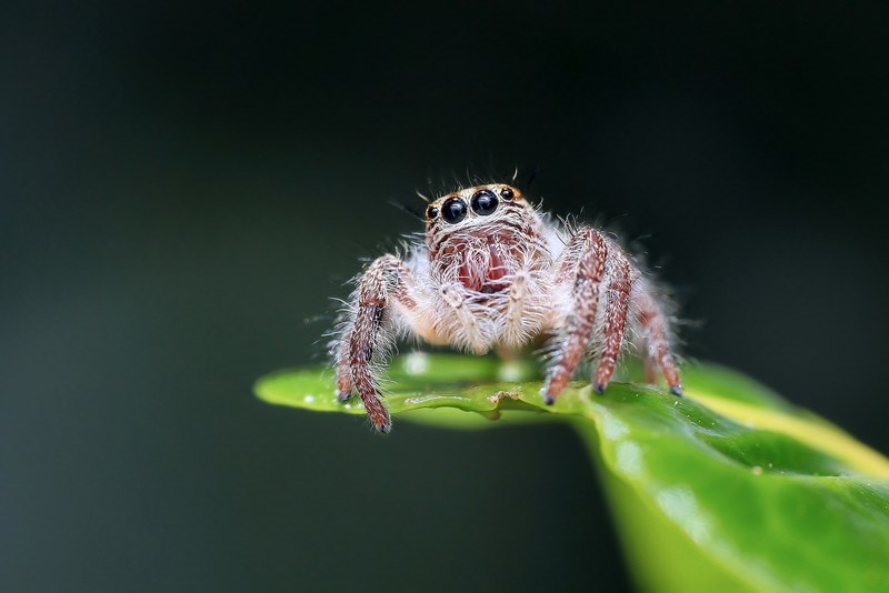 jumping spider spider insect macro animal eye 4k