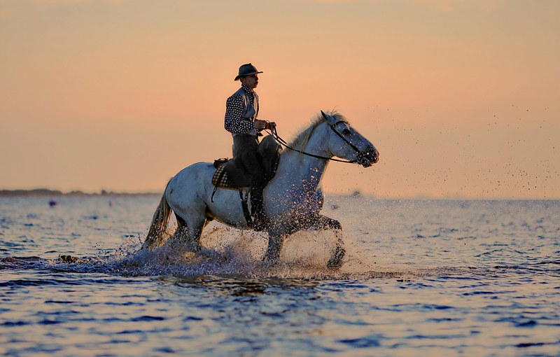 jumper horse horses horseback riding animal hiking 4k