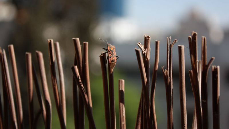 bug, insect, rods, masking, 4k