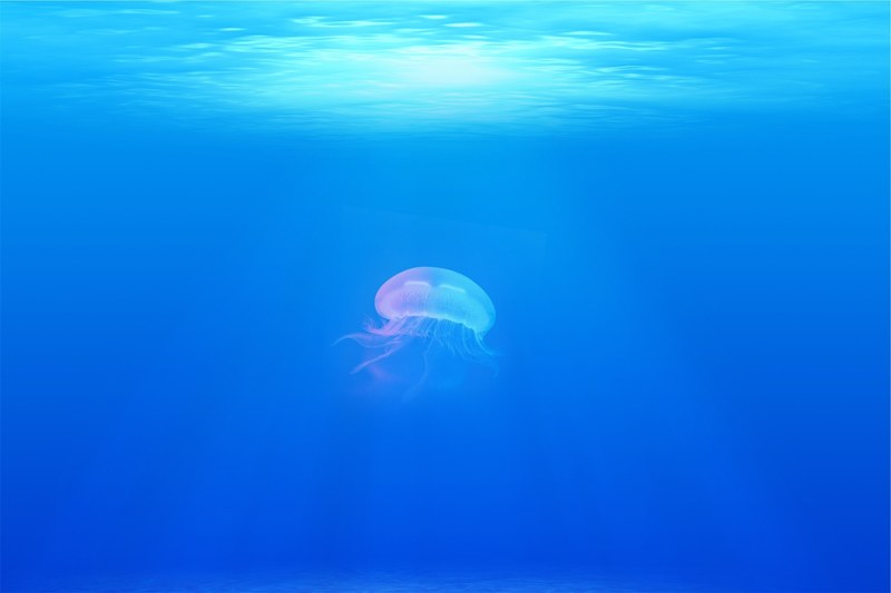 jellyfish under water sea ocean 4k