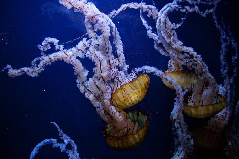 jellyfish underwater ocean sea 4k