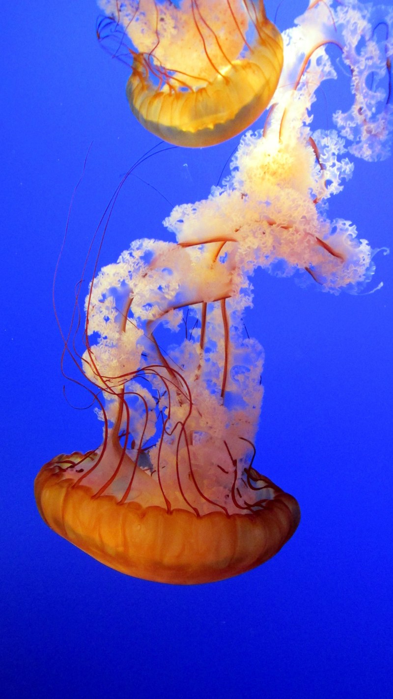 jellyfish blue underwater marine aquarium exotic 4k