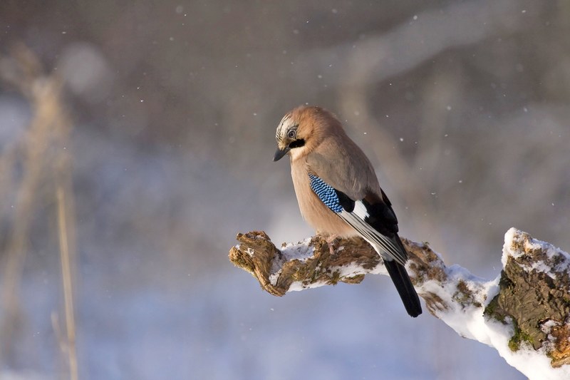 jay bird konar winter 4k