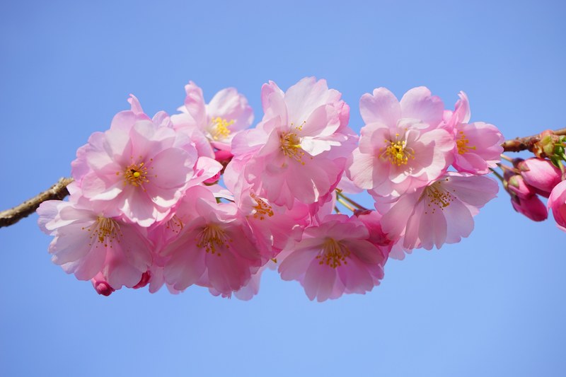 japanese cherry trees flowers 4k