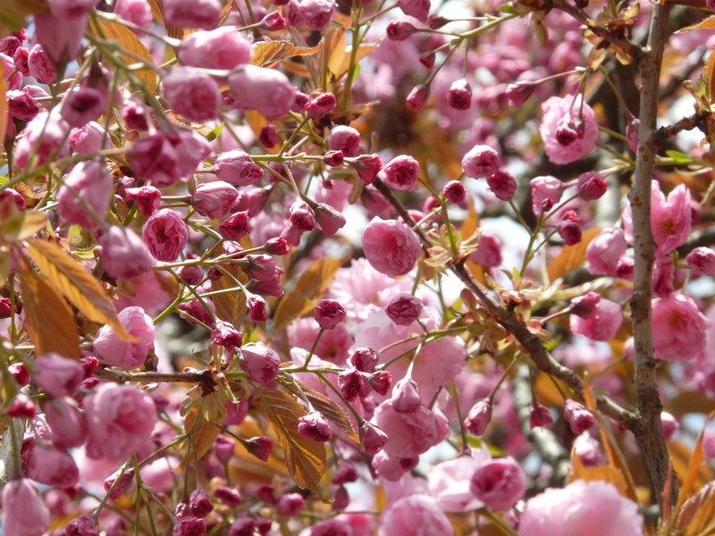 japanese cherry trees japanese flowering cherry 4k