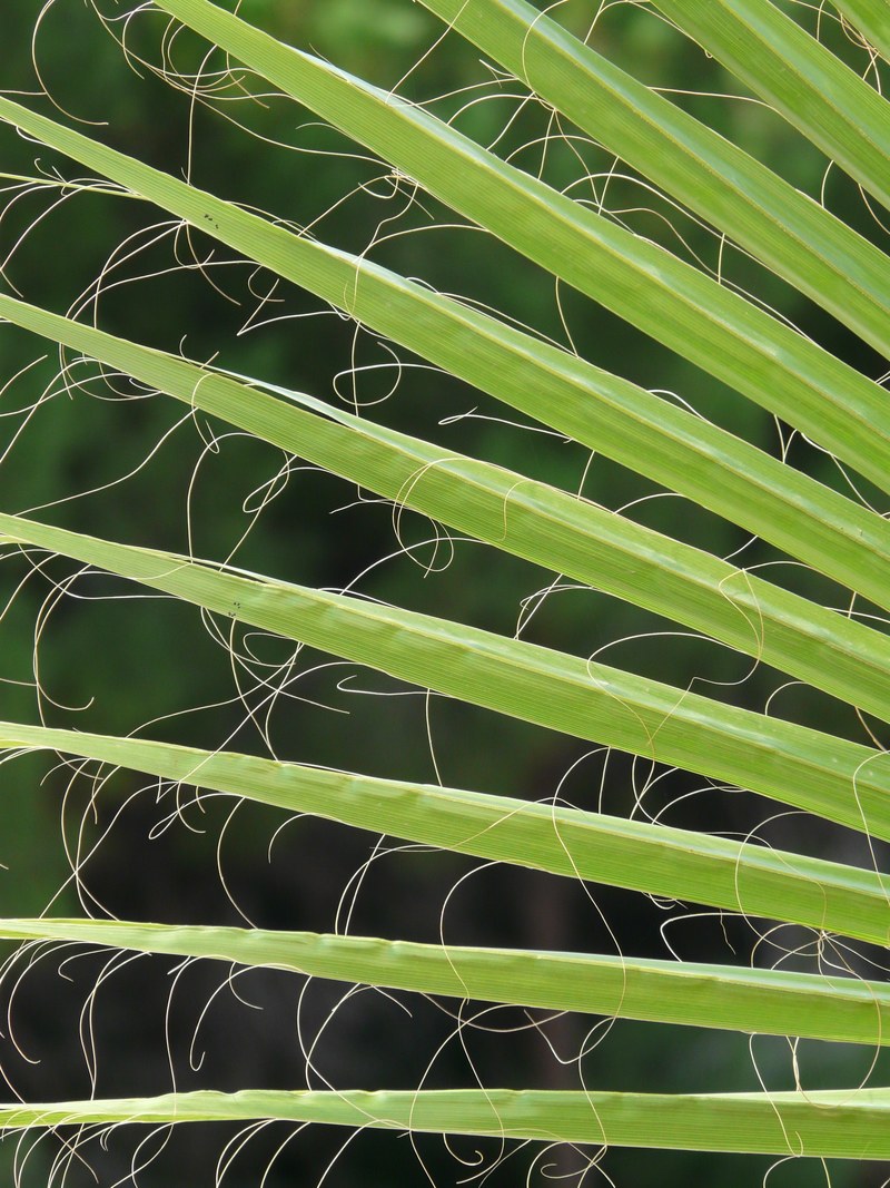 james palm fronds washington palm fan palm 4k