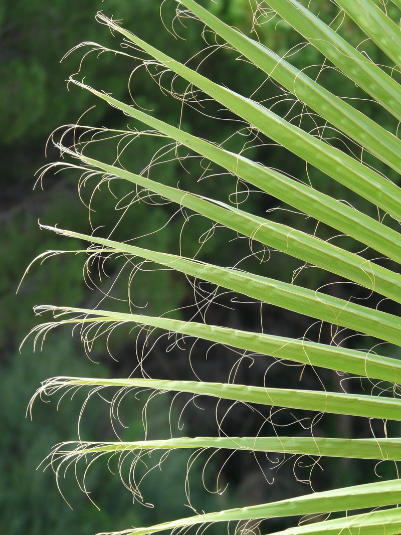 james palm fronds washington palm fan palm 4k