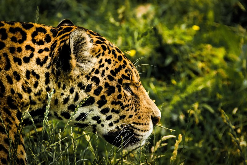 jaguar wild cat mammal zoo feline big cat animal 4k