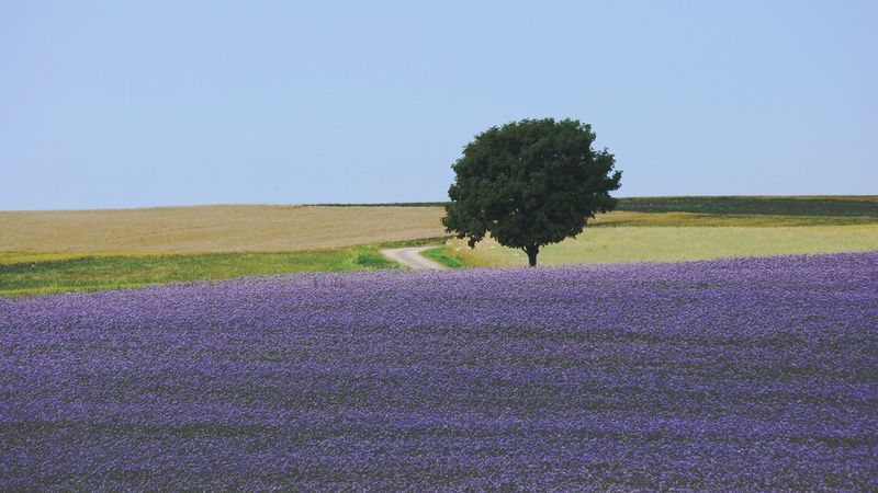 field, flowers, tree, carpet, lilac, 4k