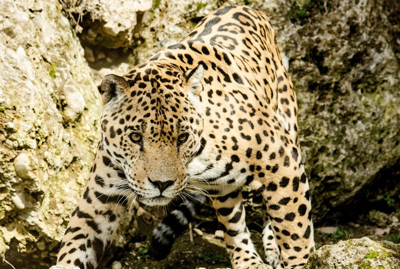 jaguar cat big cat wildcat zoo tiergarten 4k