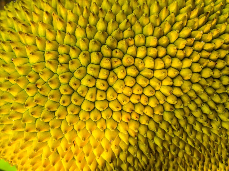 jack jack fruit shell close 4k