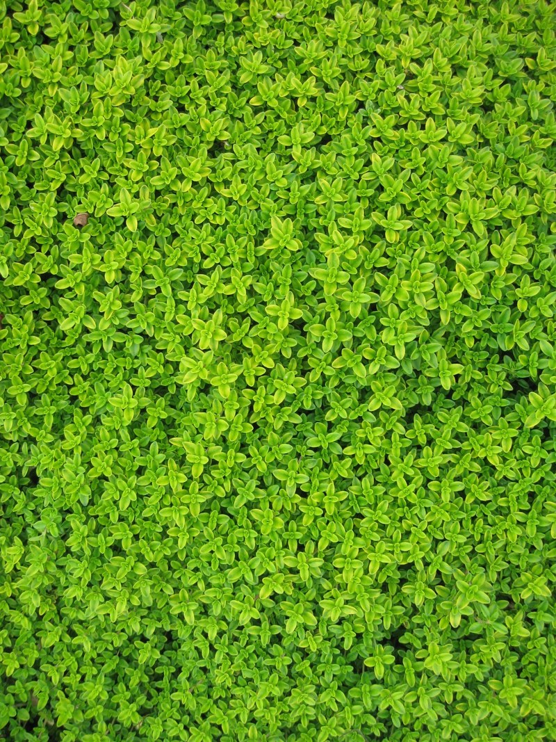 ivy plants leaves wall green foliage vine garden 4k