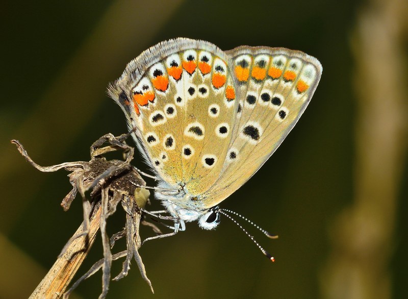 insects butterfly moth 4k