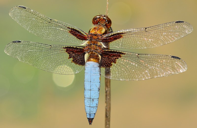 insects dragonfly depressa macro 4k