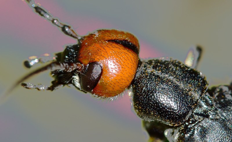 insects beetles nero head rossa 4k