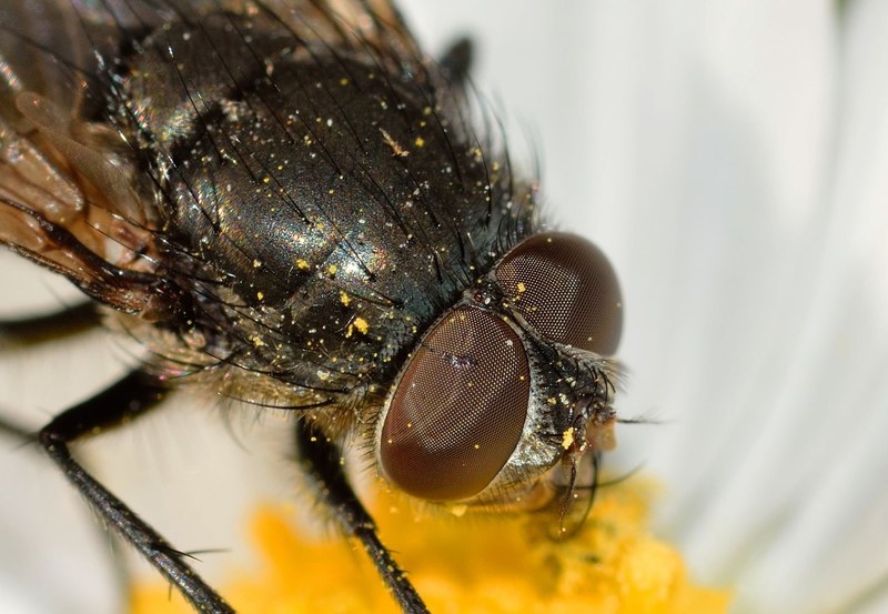 insects diptera moscow 4k